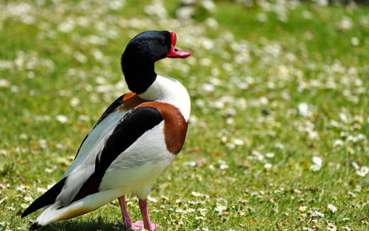 1753915 (a): :1920x1200